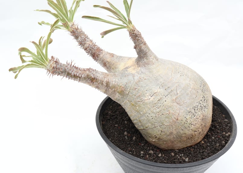 パキポディウム グラキリス no.71 | mana's farm:塊根植物・アガベ