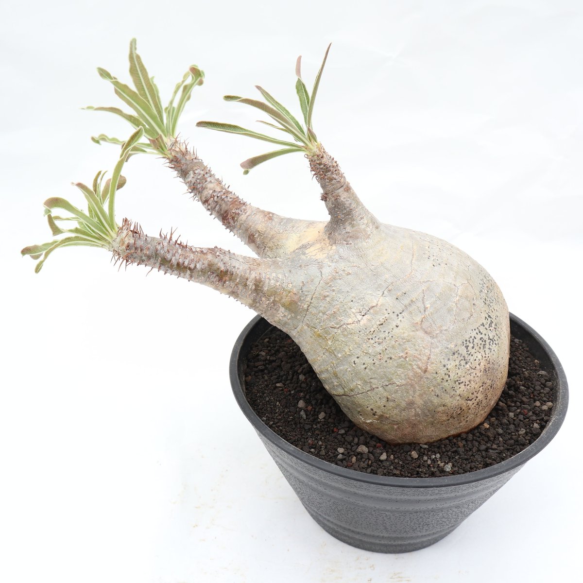 マ*ツ様 多幹塊根植物 パキポディウムグラキリス 5頭綴化グラキリス 嫁ぎ