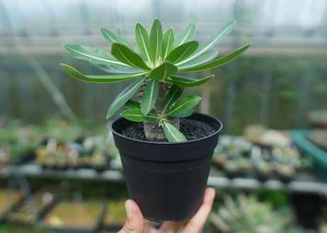 パキポディウム　恵比寿大黒　Pachypodium Densicaule　No.7
