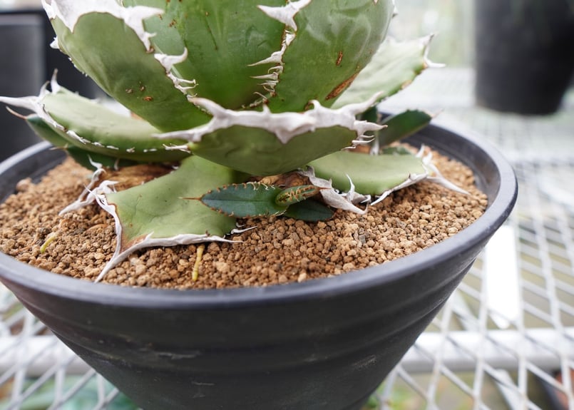 アガベ チタノタ 姫厳龍 子株 〈2〉 | mana's farm:塊根植物・アガベ