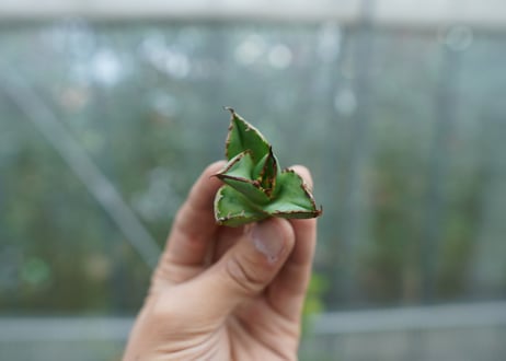 【抜き苗】アガベ　チタノタ　白鯨 fromイラン　Agave titanota White whale