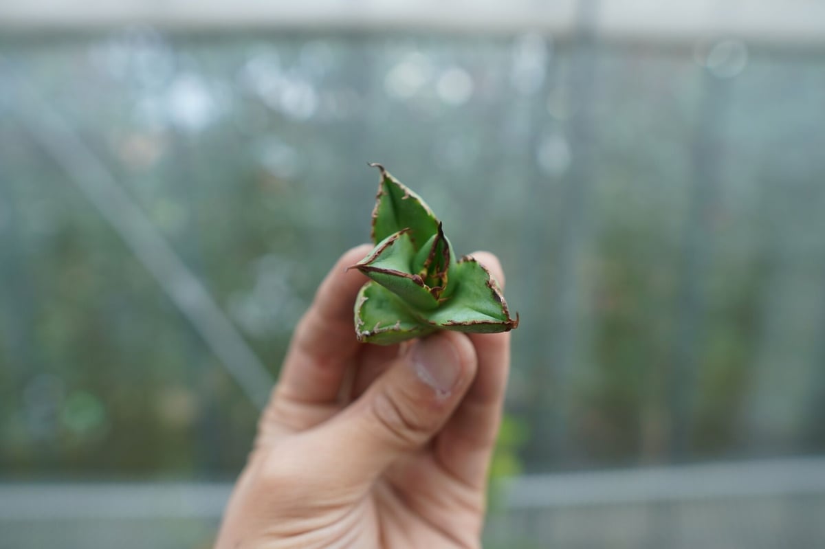 抜き苗】アガベ チタノタ 白鯨 fromイラン Agave titanota White 抜き苗】アガベ チタノタ 白鯨 fromイラン Agave titanota White
