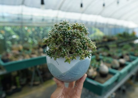 トリコディアデマ　デンサム　Trichodiadema densum