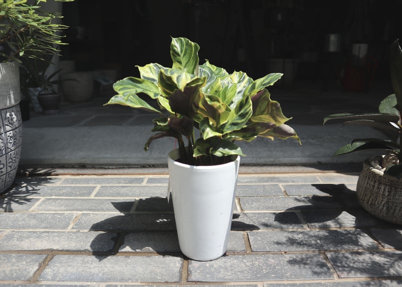 カラテア エンペラー | mana's farm:塊根植物・アガベ・ドライガーデン