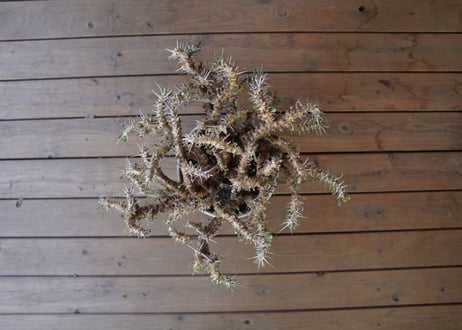 サルコカウロン クラシカウレ　Sarcocaulon crassicaule