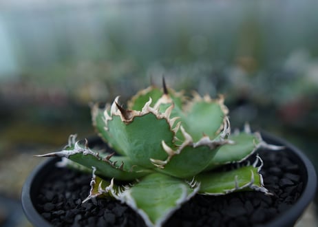 アガベ　チタノタ　フィリグリー　agave titanota filigree　No.1