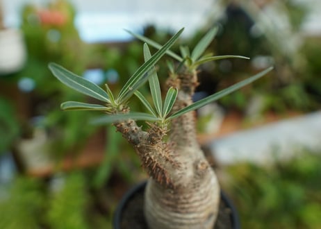 【発根管理中】パキポディウム　グラキリス　 Pachypodium Gracilius  No.6