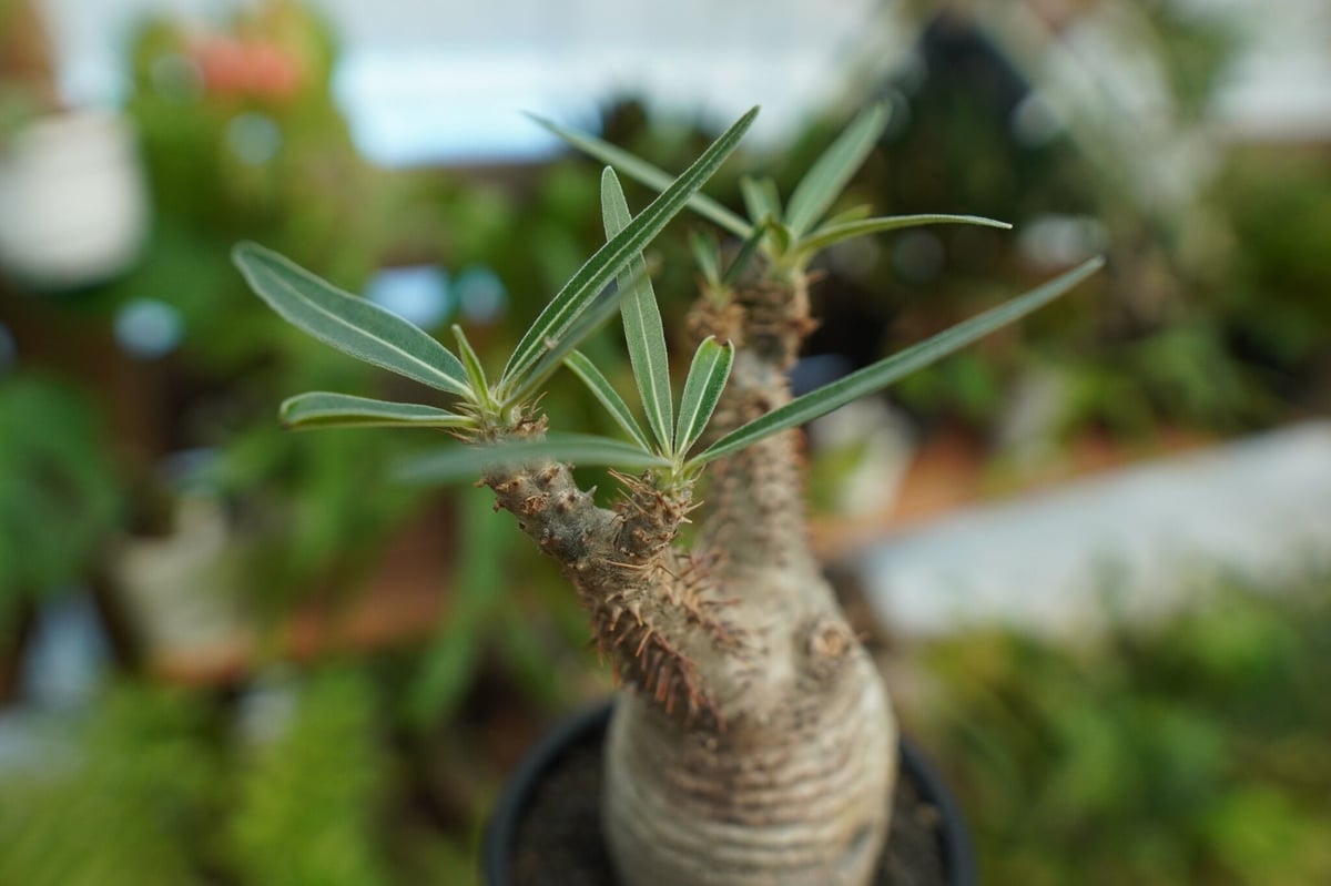 発根管理中】パキポディウム グラキリス Pachypodium Gracilius No