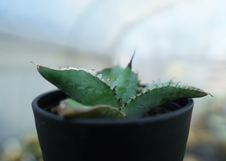 アガベ　チタノタ　ブルー　Agave titanota Blue 　NO.3