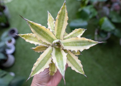 Agave xylonacantha “Frostbite”  NO.2