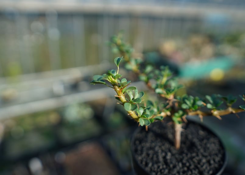 サルコカウロン・バンデリエティアテ Sarcocaulon 現地球 花芽あり サルコカウロン バンデリエティアエ Sarcocaulon vanderietiae | ma
