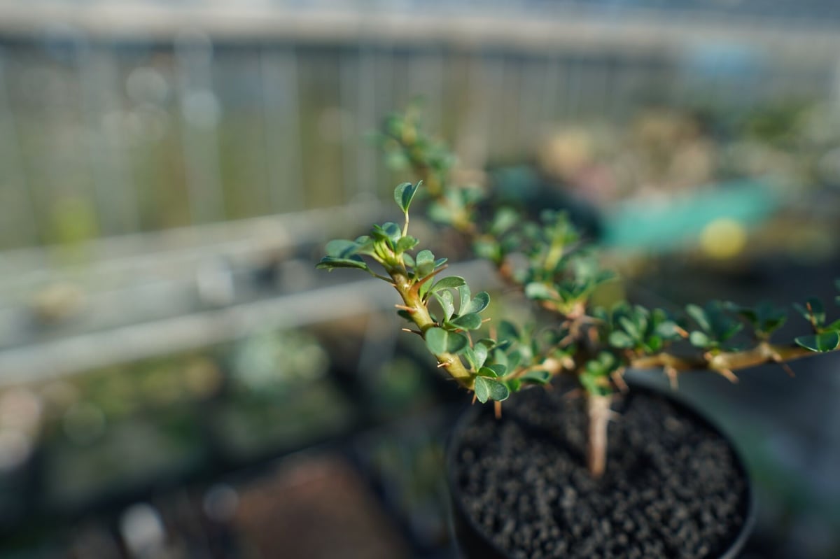 サルコカウロン バンデリエティアエ Sarcocaulon vanderietiae | ma