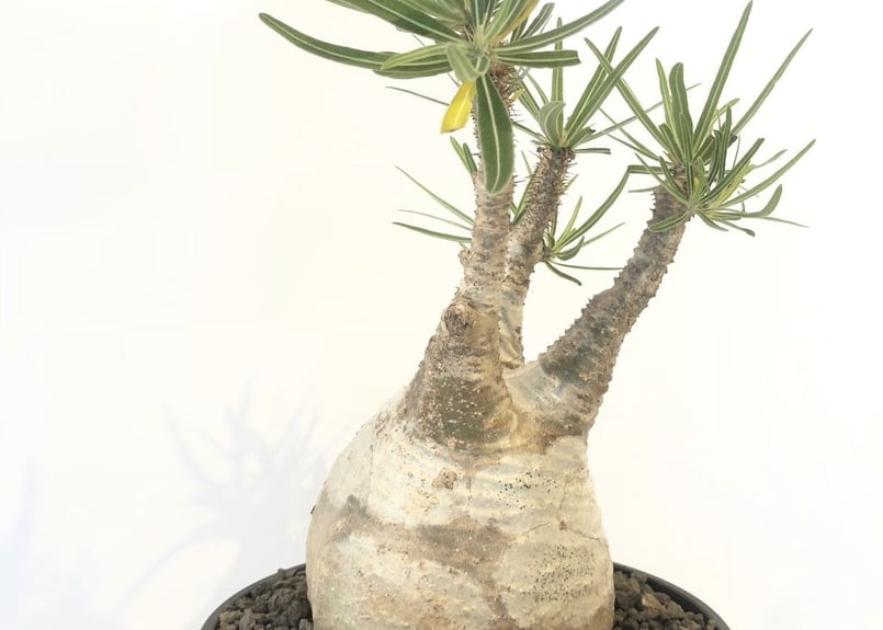 H*S様 塊根植物　パキポディウム　グラキリス パキポディウム グラキリス No.140 | mana's farm:塊根植物・アガベ・ド