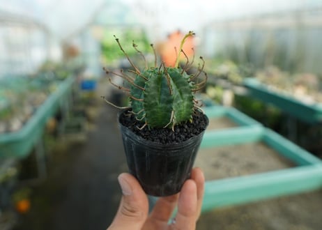 ユーフォルビア　スーパーバリダ　Euphorbia super valida  No.10
