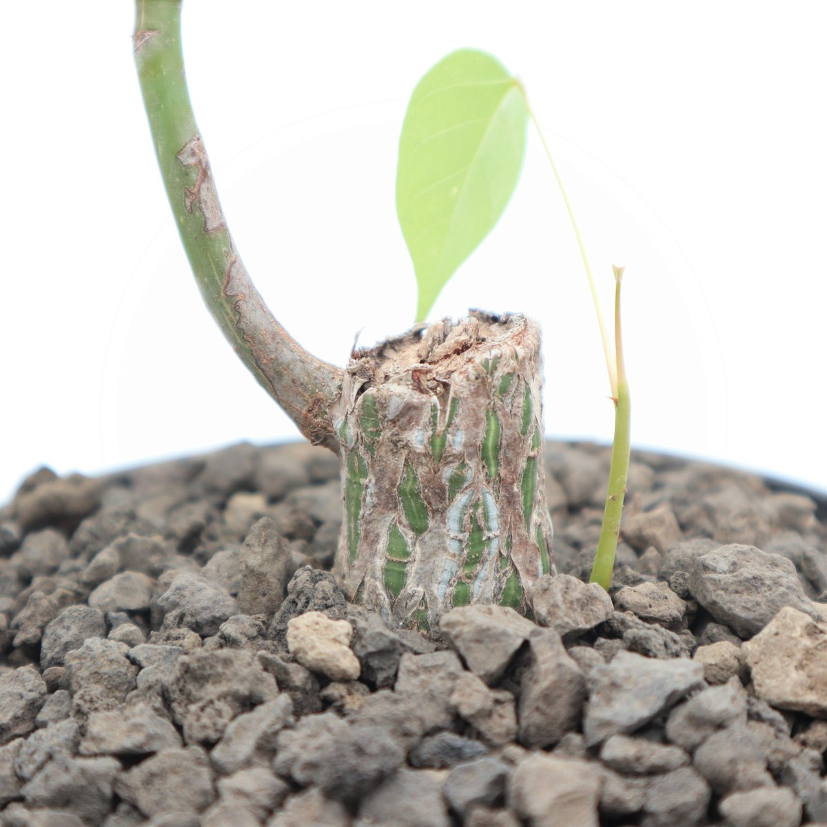 ボンバックス 国内実生苗 | mana's farm:塊根植物・アガベ・ドライ