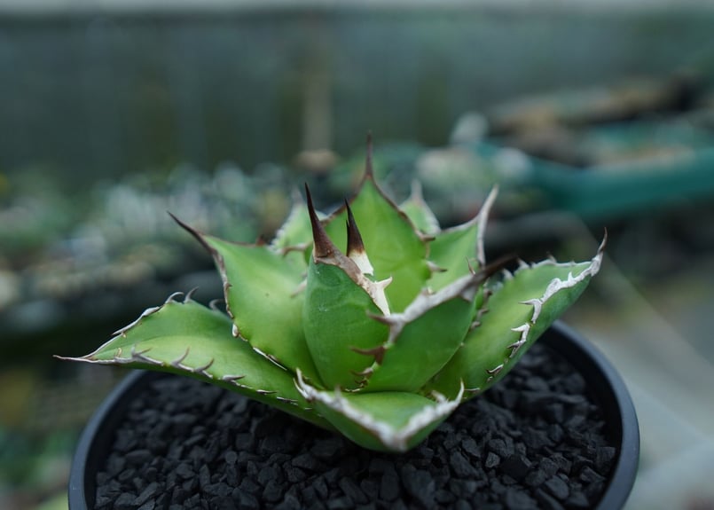 アガベ チタノタ Agave titanota No.9 | mana's farm:塊根植物