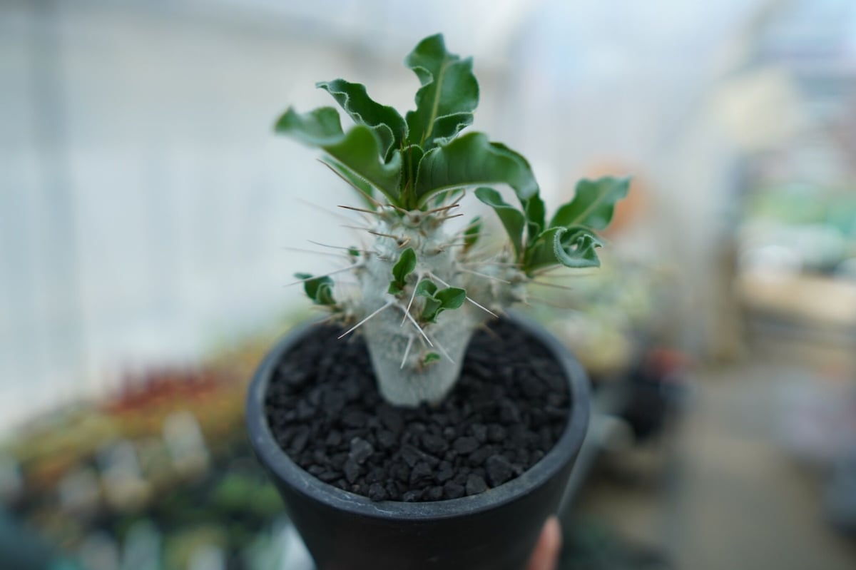 パキポディウム・サンデルシー （ Pachypodium saundersii ） パキポディウム サンデルシー Pachypodeium saundersii | mana's