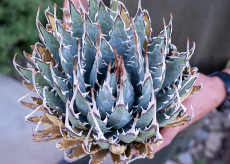 Agave uthaensis  NO.18