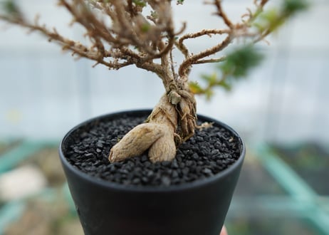 姫紅小松　Trichodiadema bulbosum No.1