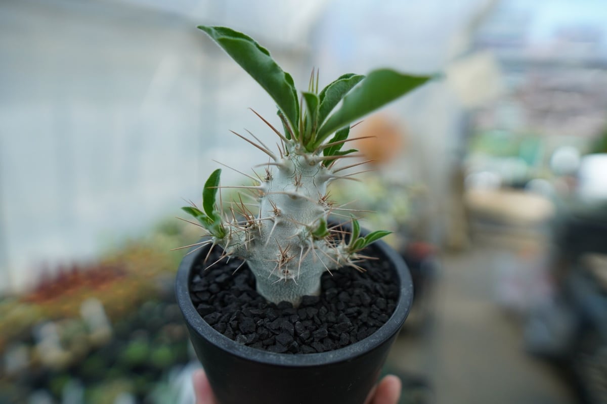 パキポディウム　サンデルシー パキポディウム サンデルシー Pachypodium 発根済 (ps-001