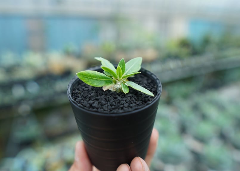 パキポディウム 恵比寿笑い Pachypodium brevicaule No.4 | man