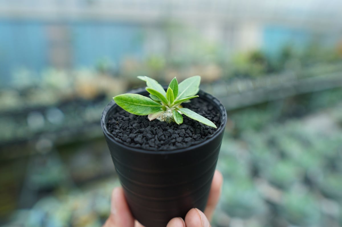 パキポディウム 恵比寿笑い Pachypodium brevicaule ⑨ パキポディウム 恵比寿笑い | GREEN LUCK