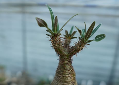 パキポディウム　グラキリス　 Pachypodium Gracilius