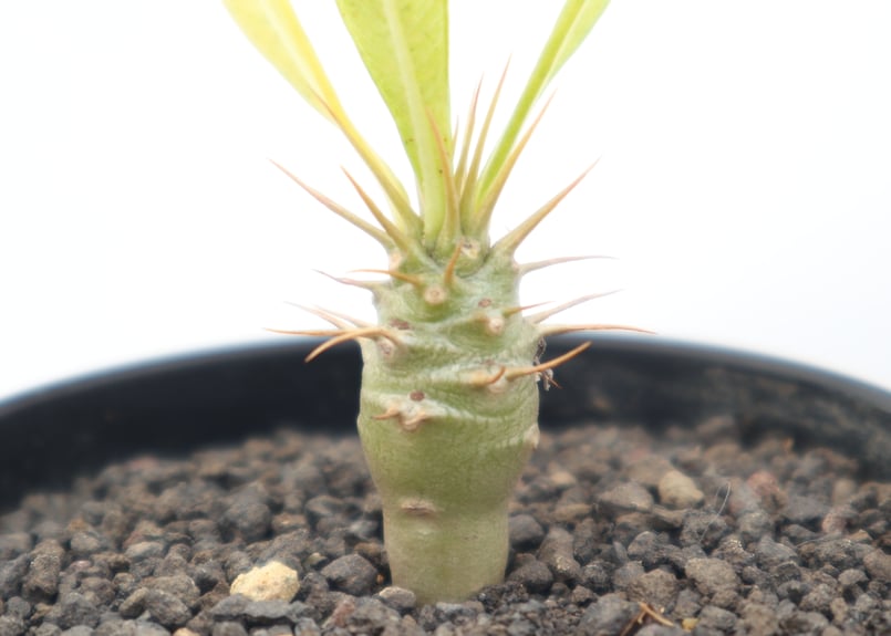 パキポディウム アンボンゲンセ | mana's green:塊根植物販売 パキポディウム アンボンゲンセ | mana's green:塊根植物販売