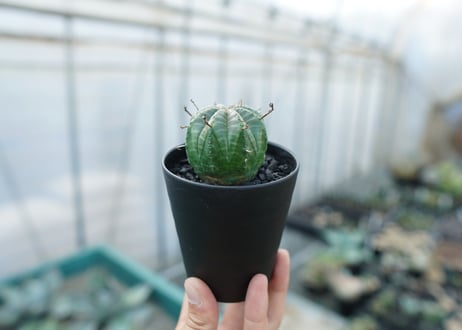 ユーフォルビア　スーパーバリダ　Euphorbia super valida