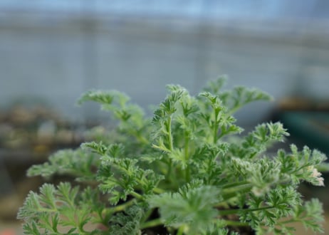 ペラルゴニウム　アッペンディクラツム　Pelargonium appendiculatum　C14