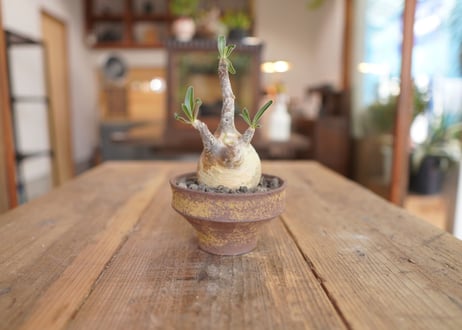 パキポディウム　グラキリス　 Pachypodium Gracilius