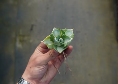 アガベ　王妃雷神錦　白中斑　Agave　“Ohi Raijin Nishiki Shironakahu”   No.2