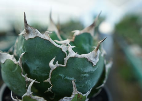 アガベ　チタノタ　白鯨　Agave titanota White whale