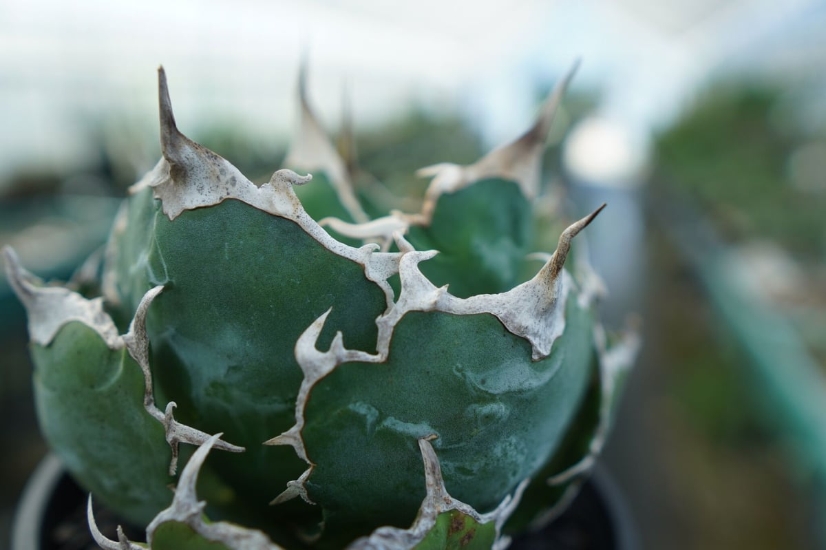 アガベ チタノタ 白鯨 Agave titanota White whale | mana's アガベ チタノタ 白鯨 Agave titanota White whale | mana's