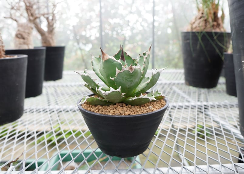 アガベ チタノタ 厳龍 | mana's farm:塊根植物・アガベ・ドライ