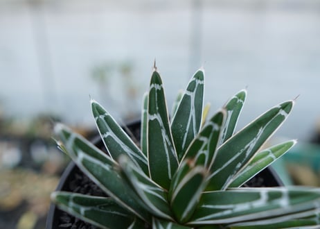 アガベ　笹の雪　Agave victoriae reginae　No.5