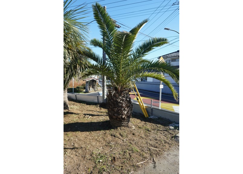 カナリーヤシ 〜引き取り可能な方限定〜 カナリーヤシ 〜引き取り可能な方限定〜 カナリーヤシ 〜引き取り可能