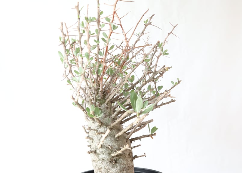 チャッピー　観峰玉 フォークイエリア コルムナリス 観峰玉 コレクション株