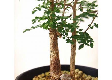 Operculicarya decaryi オペルクリカリア・デカリー