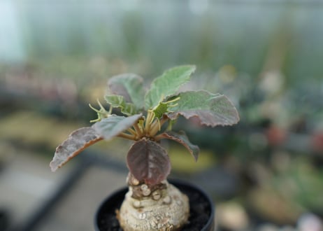 ドルステニア フォエチダ　Dorstenia foetida  斑入り No.1
