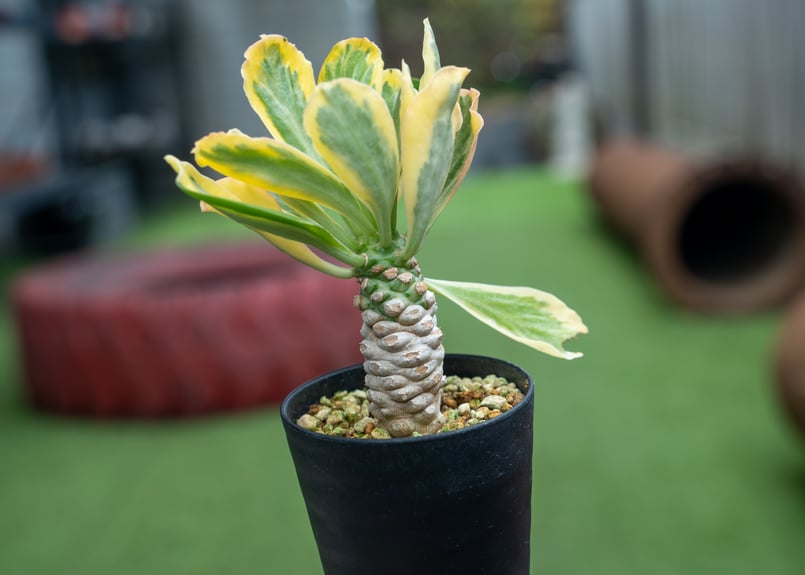 ユーフォルビア ポイゾニー錦 | mana's farm:塊根植物・アガベ・ドライ