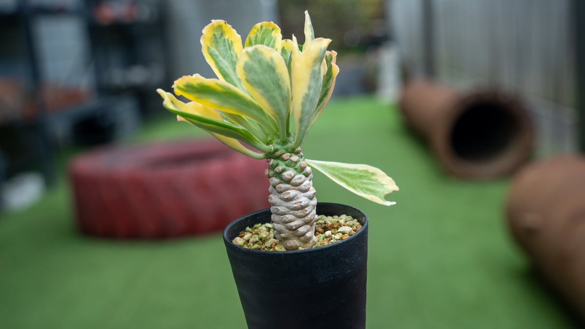 ユーフォルビア ポイゾニー錦 | mana's farm:塊根植物・アガベ・ドライ