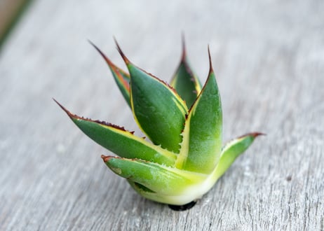 アガベ　サングロー　カキコ株