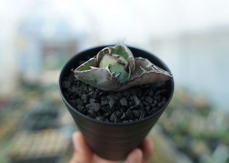 アガベ　チタノタ　 ブラックアンドブルー 　Agave titanota black and blue　No.4