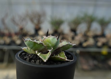 アガベ　チタノタ　 ブラックアンドブルー 　Agave titanota black and blue　No.2
