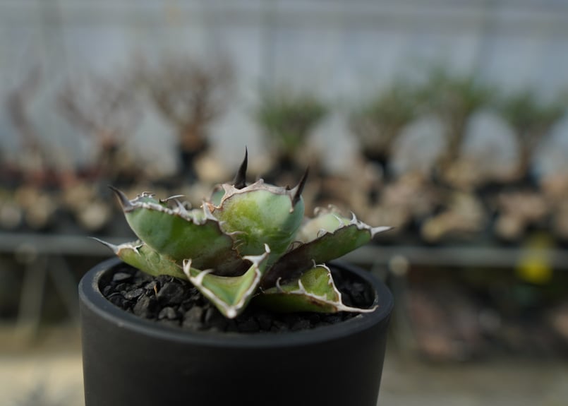 アガベ チタノタ ブラックアンドブルー Agave titanota black and