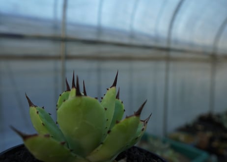 アガベ　マクロアカンサ×ポタトラム　 Agave macroacantha×potatorum