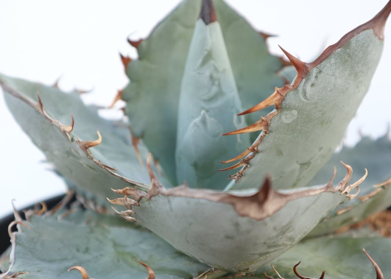 アガベ チタノタ ホワイトアイス | mana's farm:塊根植物・アガベ