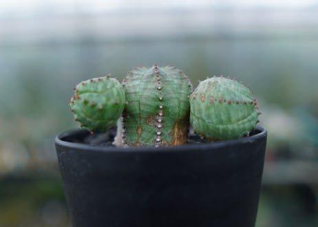 ユーフォルビア　オベサブロー　Euphorbia ObesaBlow No.2