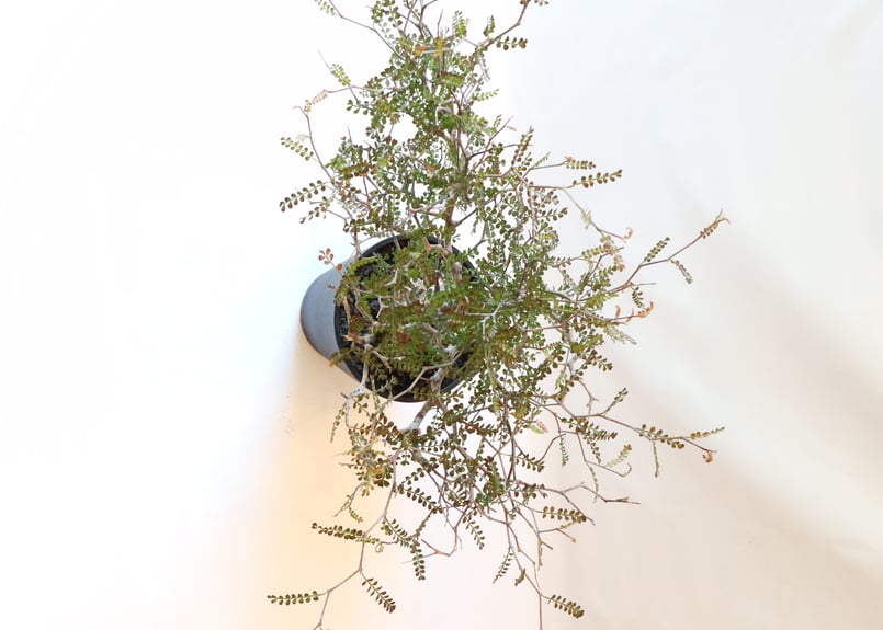 オペルクリカリア デカリー | mana's farm:塊根植物・アガベ・ドライ